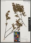Foto von Salix myrtilloides L.